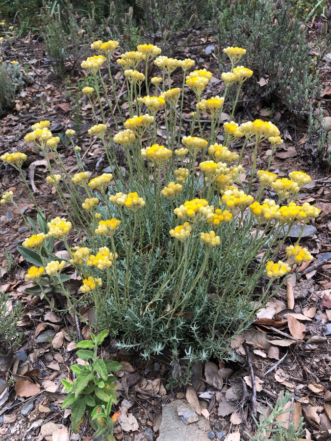Macérât Hélichryse italienne BIO 32ml (Helichrysum italicum)