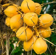 Charger l'image dans la galerie, Huile de coco RBD 76 degré (cocos nucifera oil)