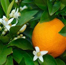 Eau de fleur d'oranger amer (citrus aurantium amara flower water)