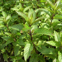 Load image into Gallery viewer, He peppermint, organic India 11ml (Mentha x Piperita (L.))
