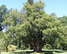 Load image into Gallery viewer, He ravintsare, biological Madagascar (Cinnamomum camphora cineoliferum (L.))