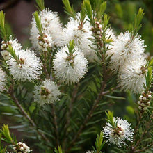 Charger l'image dans la galerie, HE Tea tree, Australie (Melaleuca alternifolia (leaf oil)
