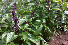 Load image into Gallery viewer, He exotic basil, biological India 11ml (Ocimum Basilicum (L.))