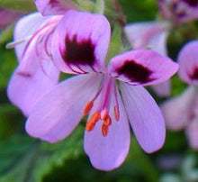 Charger l'image dans la galerie, HE Géranium rosat biologique Égypte 11ml (Pelargonium graveolens (L'Hér.))