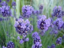 Load image into Gallery viewer, He lavande aspic, Biological Spain (Lavandula Latifolia Cineolifera (Medik.))