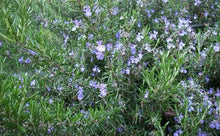 Load image into Gallery viewer, He rosemary in Cinéol, Biologique Maroc (Rosmarinus Cineoliferum (L.))