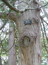 Load image into Gallery viewer, He thuya, biological Canada 11ml (Thuja Westernalis (L.))