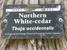 Load image into Gallery viewer, He thuya, biological Canada 11ml (Thuja Westernalis (L.))