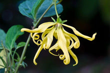 Load image into Gallery viewer, He ylang-ylang, 2 & 3, biological madagascar (cananga odorata genuina (lam.))