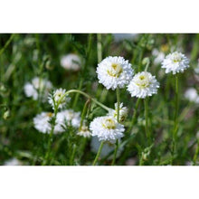 Charger l'image dans la galerie, HE Camomille noble 10%, Italie 11ml (Chamaemelum nobile (L.) (Anthemis nobilis L.))
