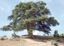Load image into Gallery viewer, He cedar of the Atlas, organic Morocco (Cedrus Atlantica (career))