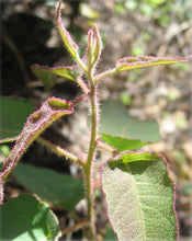 Load image into Gallery viewer, He Eucalyptus CitrioDora, Biological India 11ml (Eucalyptus CitrioDora (Hook.))