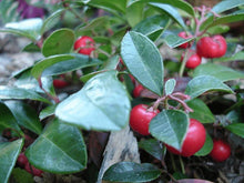 Load image into Gallery viewer, He Gaultherie lying, China 11ml (Gaultheria Procumbens (L.))