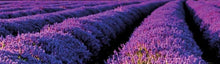 Load image into Gallery viewer, He Lavandin Super, Biological Spain (Lavandula X Intermedia 'Super' (Emeric))