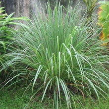 Load image into Gallery viewer, He Palmarosa, Biological India (Cymbopogon Martinii v. Motia (Roxb.))