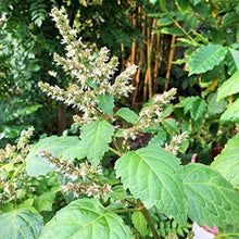 Load image into Gallery viewer, He patchouli, biological India 11ml (Pogostemon Cablin (Blanco))