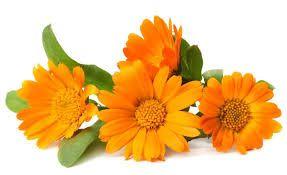 Hydrolat Calendula BIO 100ml (Marigold flower hydrosol) eau florale