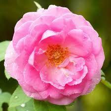 Hydrolat de rose de damas BIO 100ml (rosa damascena) eau florale