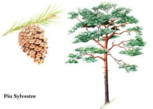 Load image into Gallery viewer, Helvestre organic, (Pinus Sylvestris (L.))