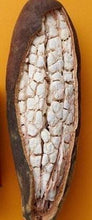 Charger l&#39;image dans la galerie, Poudre de Baobab (Adansonia digitata)

