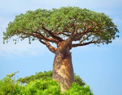 Poudre de Baobab (Adansonia digitata)