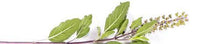 Load image into Gallery viewer, He Basil Sacred Organic, India 5ml (Ocimum Tenuiflorum (L.))