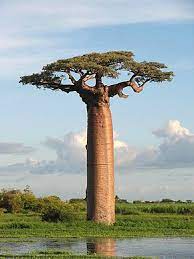 Protéines de Baobab 5 ml (hydrolyzed Adansonia digitata seed extract)