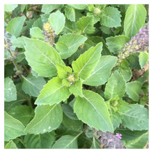 Load image into Gallery viewer, He Basil Sacred Organic, India 5ml (Ocimum Tenuiflorum (L.))