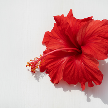 Load image into Gallery viewer, Hibiscus powder (hibiscus rosa-sinensis)