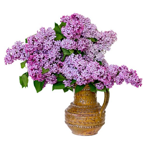 Fragrance lilas en fleurs 15 ml (huile)