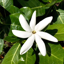 Load image into Gallery viewer, Macérât de Monoi organic 100 ml (Gardenia Taitensis)