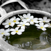 Load image into Gallery viewer, Macérât de Monoi organic 100 ml (Gardenia Taitensis)