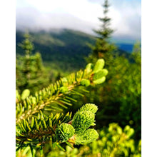 Load image into Gallery viewer, Macerat huileux de sapin baumier du Québec (Abies balsamea)
