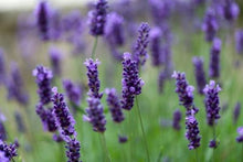 Charger l&#39;image dans la galerie, Macerat huileux Lavande  BIO 50 ml (Lavandula stoechas et augustifolia) Québec
