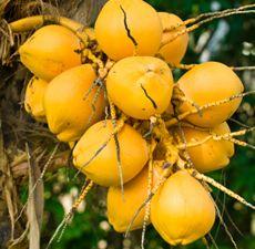 Huile de coco (cocos nucifera oil)