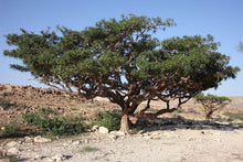 Charger l&#39;image dans la galerie, HE Encens Oliban, biologique Somalie 5ml (Boswellia carterii)
