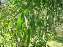 Load image into Gallery viewer, He eucalyptus bio pharmacy, South Africa 11ml (Eucalyptus Radiata (Sieber))
