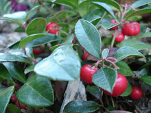 Load image into Gallery viewer, He Gaultherie lying, China 11ml (Gaultheria Procumbens (L.))

