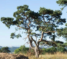 Load image into Gallery viewer, Helvestre organic, (Pinus Sylvestris (L.))
