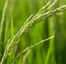 Load image into Gallery viewer, Rice sound oil (Oryza Sativa)
