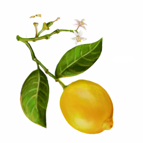 Fragrance fleur de citron 15 ml (huile)