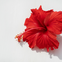 Load image into Gallery viewer, Hibiscus powder (hibiscus rosa-sinensis)
