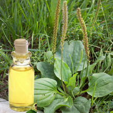 Charger l&#39;image dans la galerie, Macerat de plantain majeur BIO 50ml (Plantago major ) Québec
