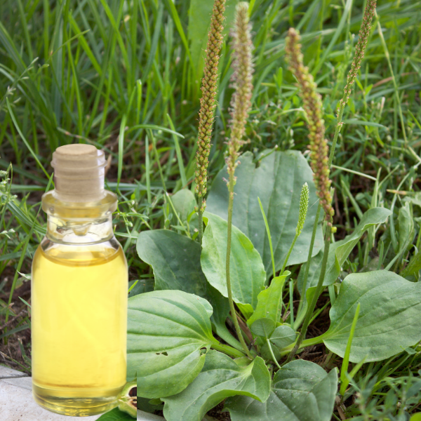 Macérât de plantain majeur du Canada 32ml (Plantago major & Helianthus annuus)