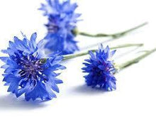 Charger l&#39;image dans la galerie, Hydrolat de bleuet - centauré BIO 100ml (Centaurea cyanus water) eau florale
