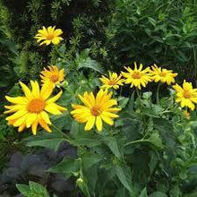 Load image into Gallery viewer, 32ml arnica plant macerate (arnica montana)
