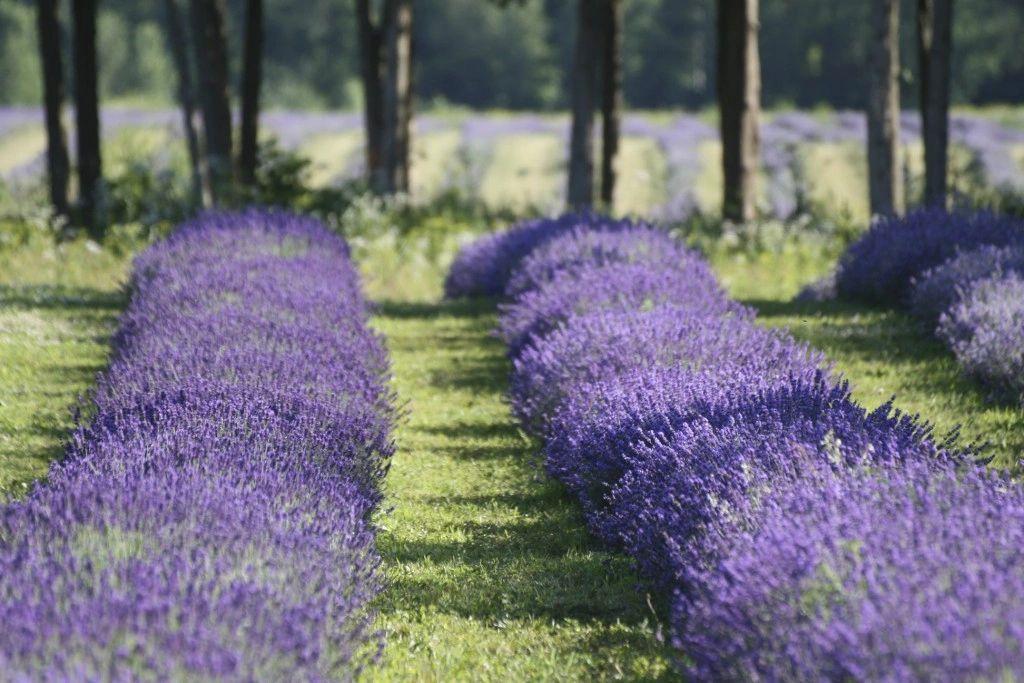 He is a true biological lavender, Greece (Lavandula angustifolia)